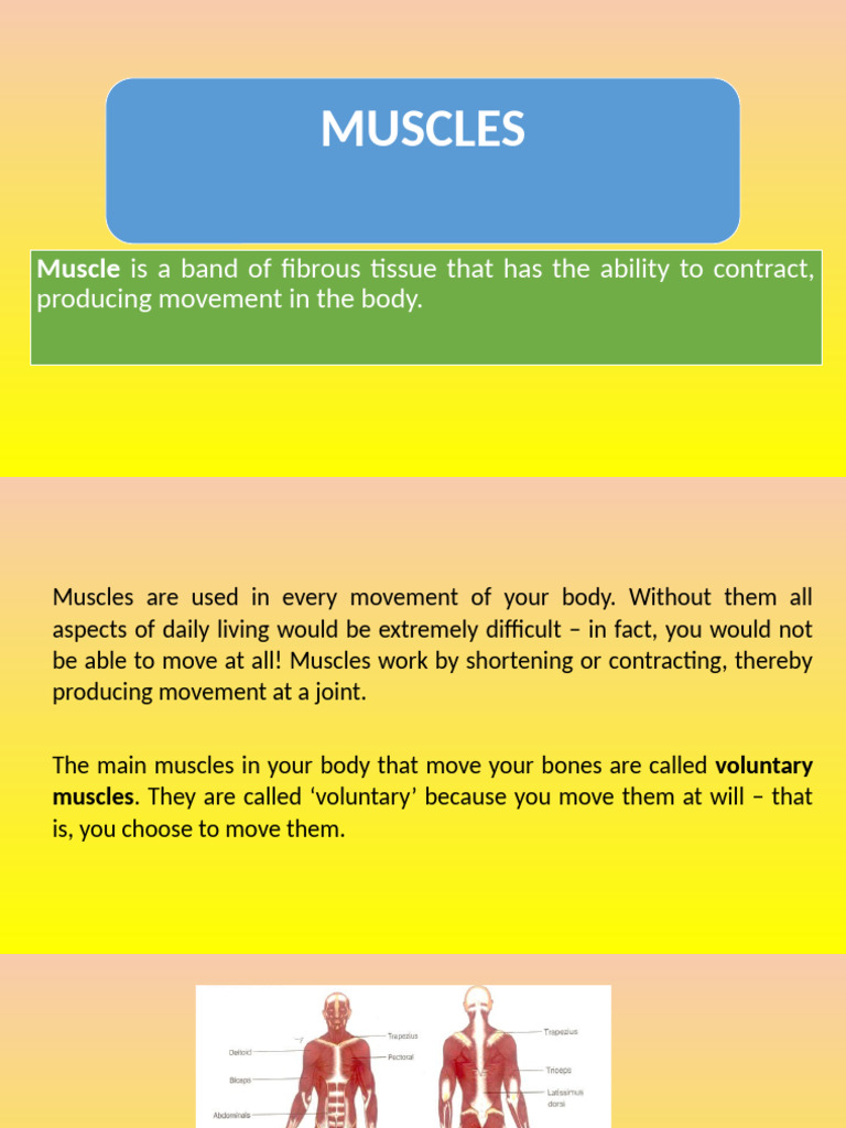 Muscles (2) | PDF | Skeletal Muscle | Muscle Contraction