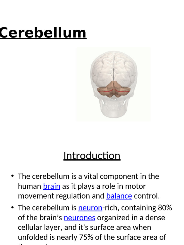 Cerebellum Anatomy | PDF | Cerebellum | Human Anatomy