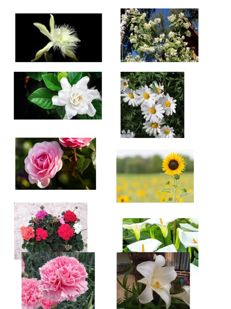 Tipos de Flores | PDF
