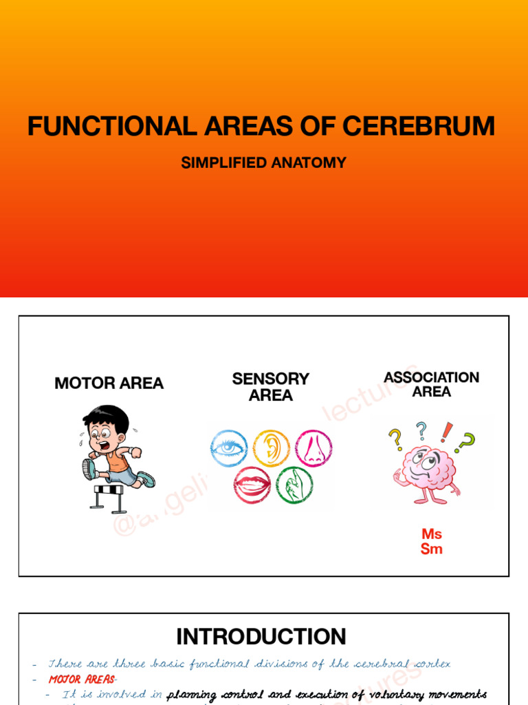 Functional Areas of the Cerebrum Explained | PDF | Parietal Lobe ...