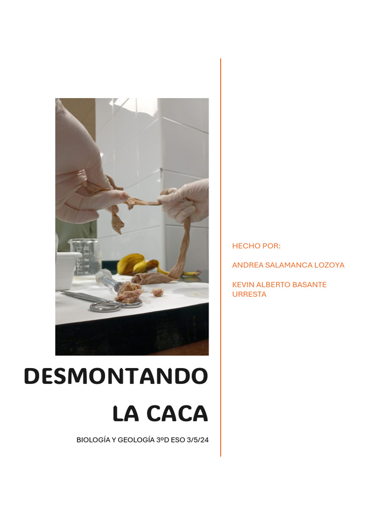 Proceso Digestivo y Formación de Heces | PDF