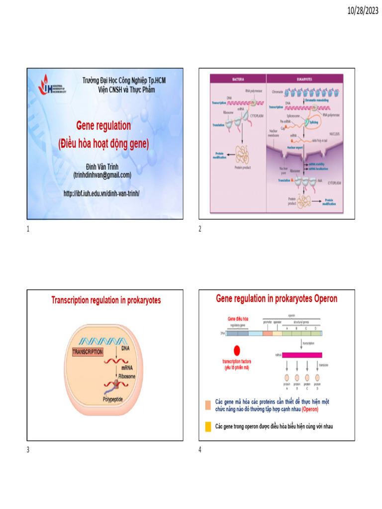 Chapter 7 - Gene Regulation | PDF