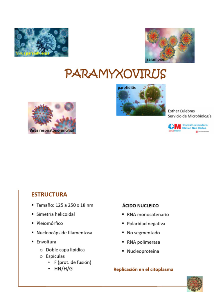 Virus Paramyxovirus: Estructura y Enfermedades | PDF | Virus | Ciencias ...
