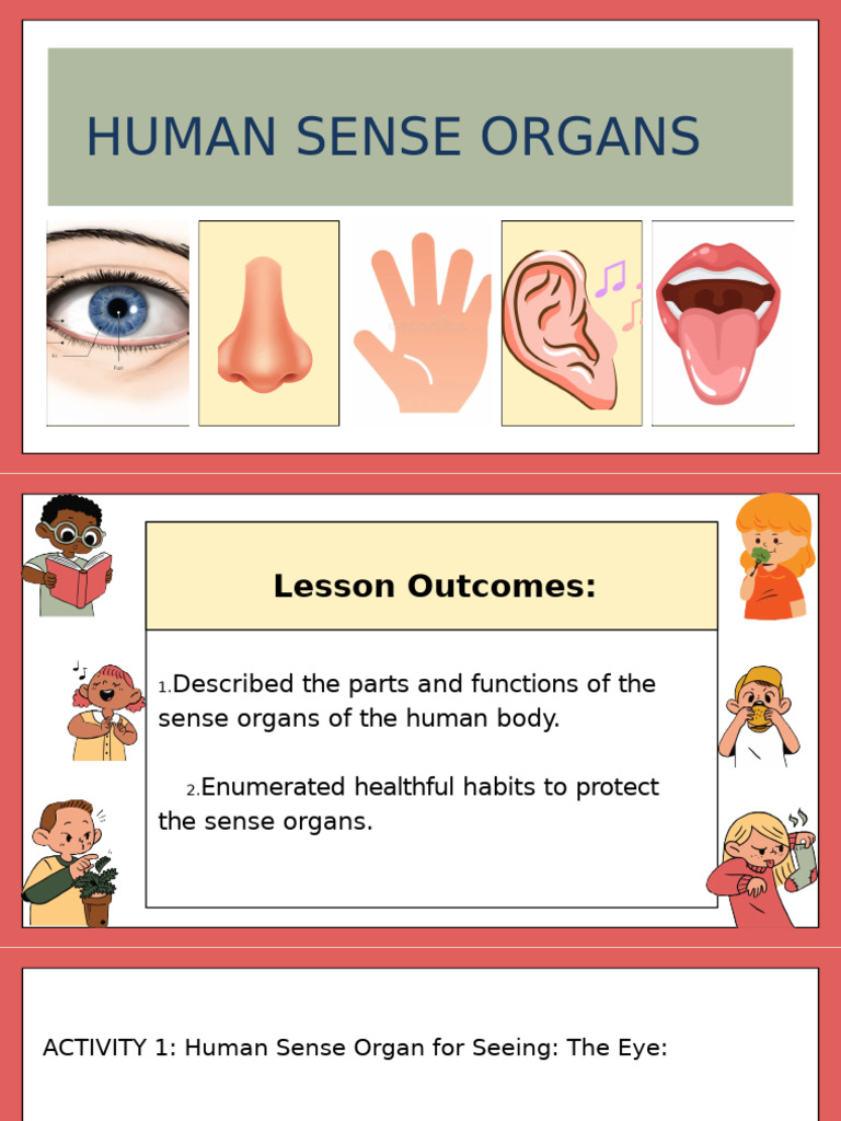 Science report. HUMAN SENSE ORGANS | PDF | Ear | Taste