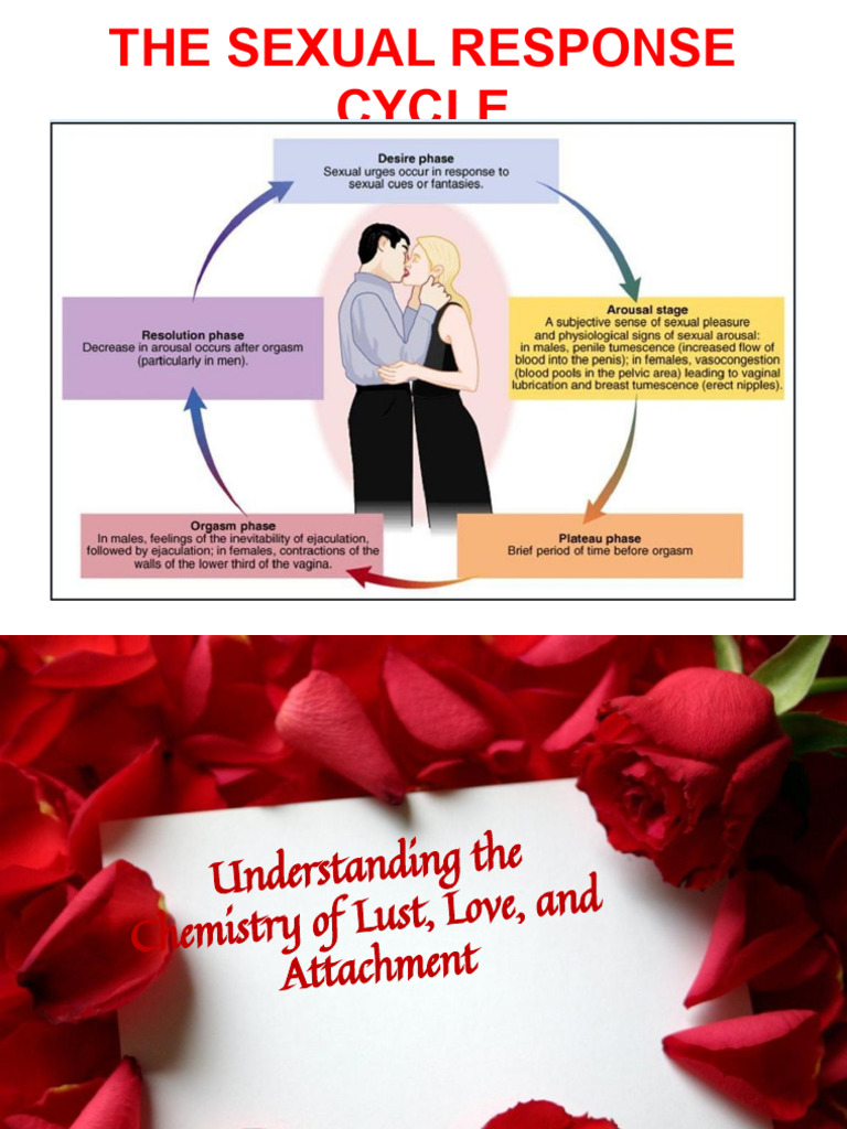 Chemistry of Lust, Love, and Attachment | PDF | Love | Attachment Theory