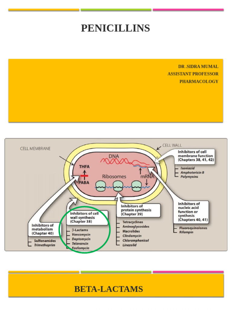 PENICILLINS | PDF | Penicillin | Beta Lactamase