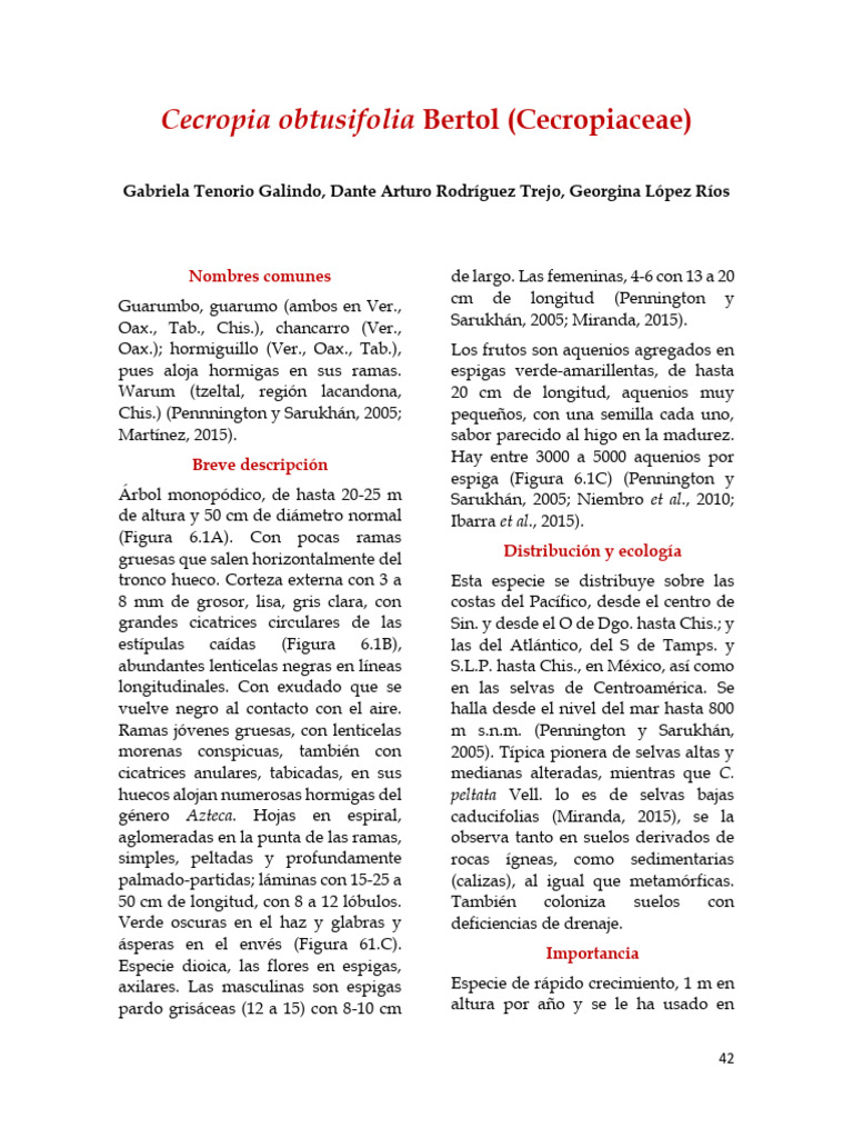 Cecropia Obtusifolia Bertol - Cecropiaceae | PDF | Semilla | Germinación