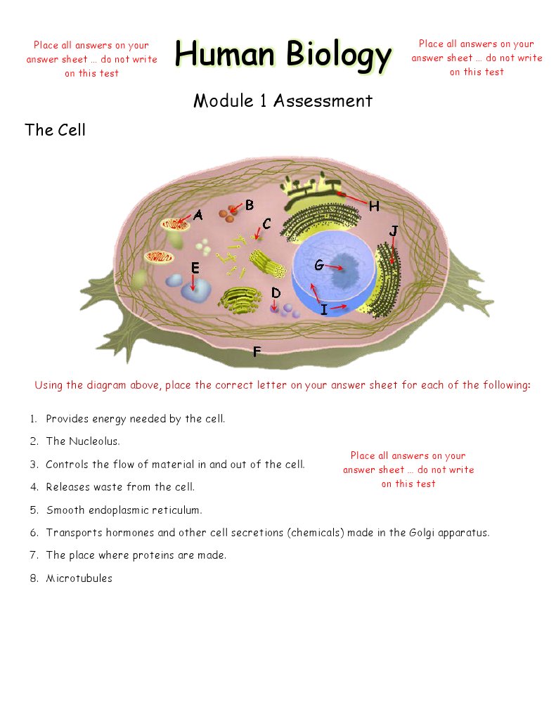 Human Biology Mod 1 Assessment | PDF | Wellness