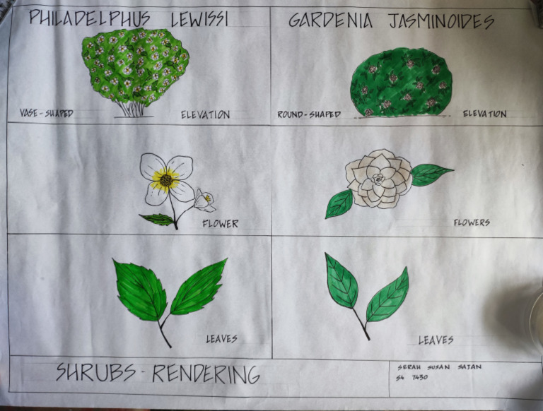 Shrubs Rendering | PDF