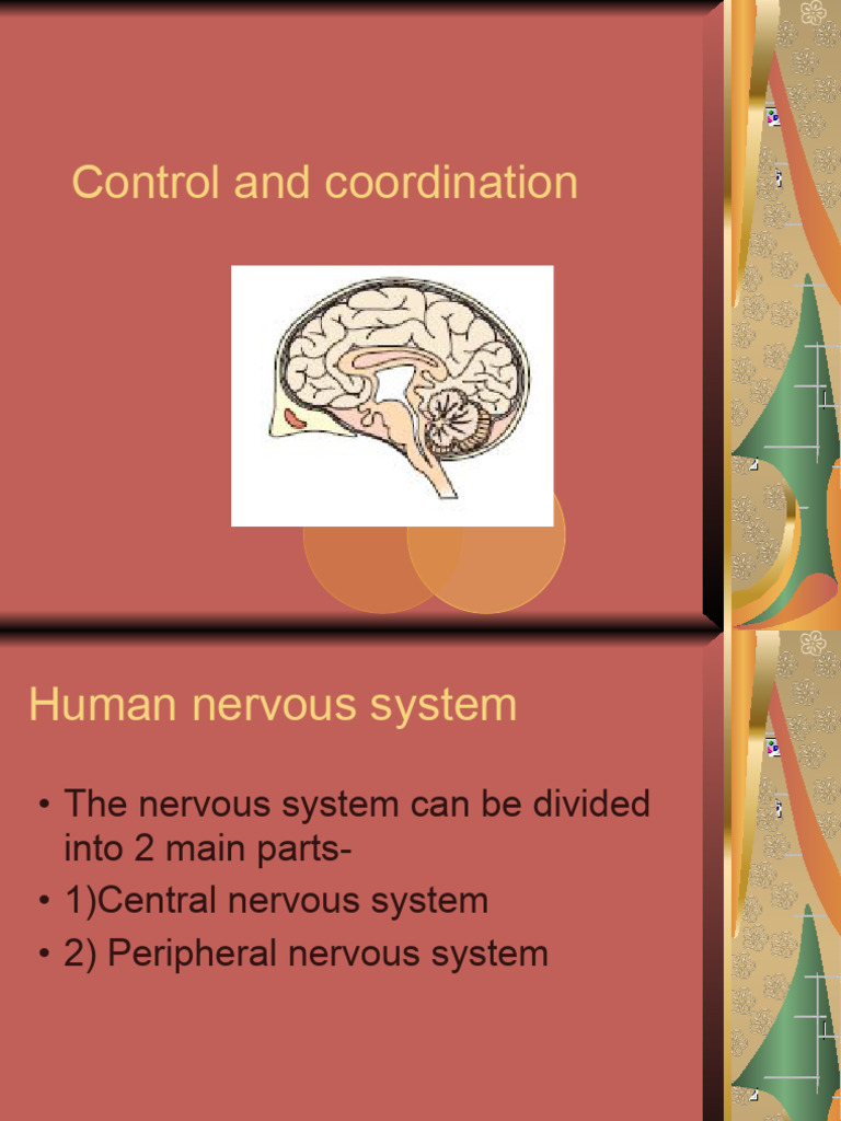 ch-6 Bio Geeta Maam Notes pt2 | PDF | Cerebrum | Central Nervous System