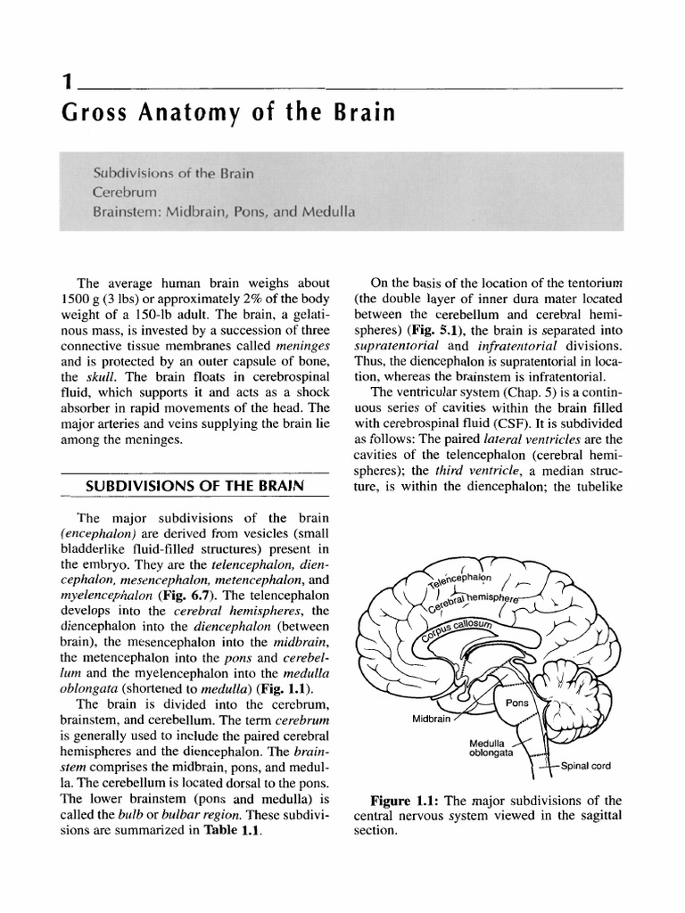 Brain Anatomy: Subdivisions & Functions | PDF | Cerebrum | Brainstem