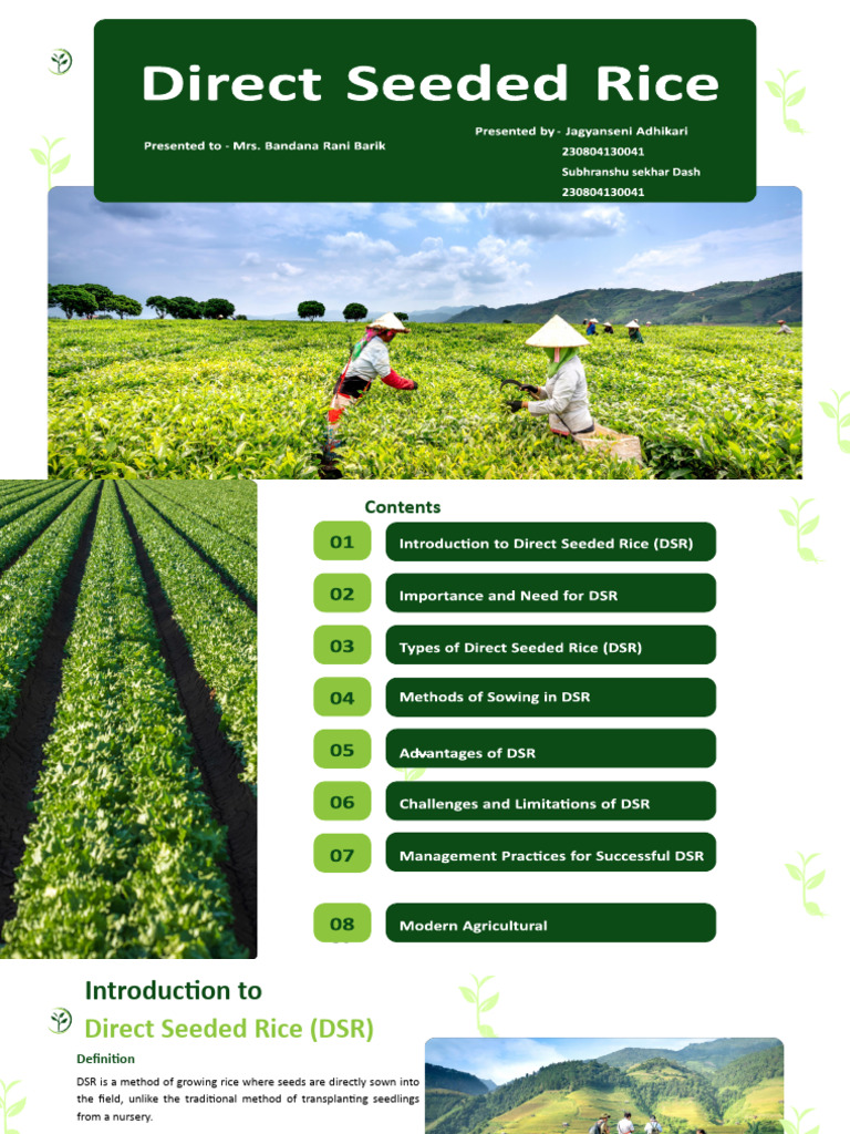 Benefits of Direct Seeded Rice (DSR) | PDF | Sowing | Agriculture