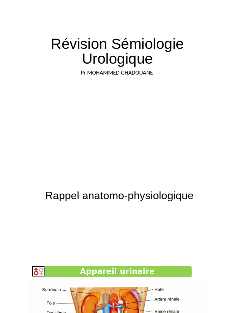 S miologie Urologique Anatomie Et Dysfonctions PDF Prostate 
