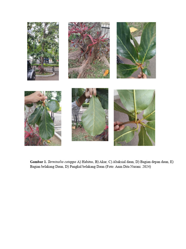 Terminalia Catappa | PDF