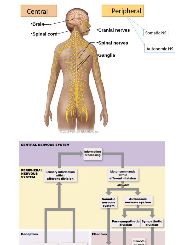 Lab 12 Nerve 1 Pdf Spinal Cord Axon