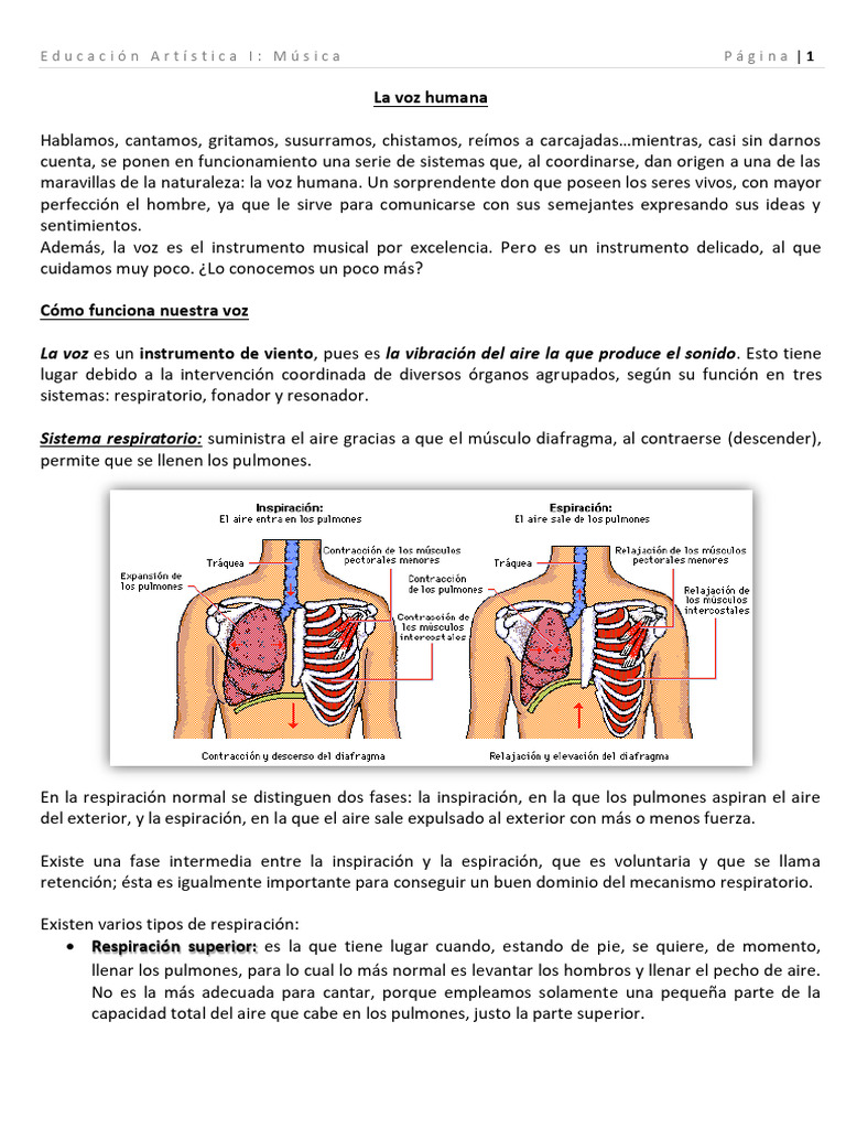 Funcionamiento y cuidado de la voz humana | PDF | Respiración | Sistema ...