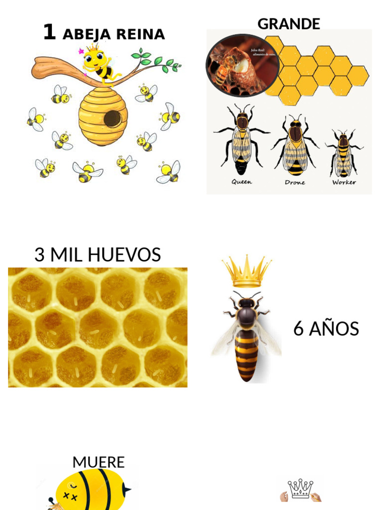 Abeja Reina | PDF