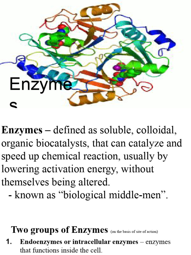 Endoenzymes: Functions and Examples | PDF | Enzyme Inhibitor | Enzyme