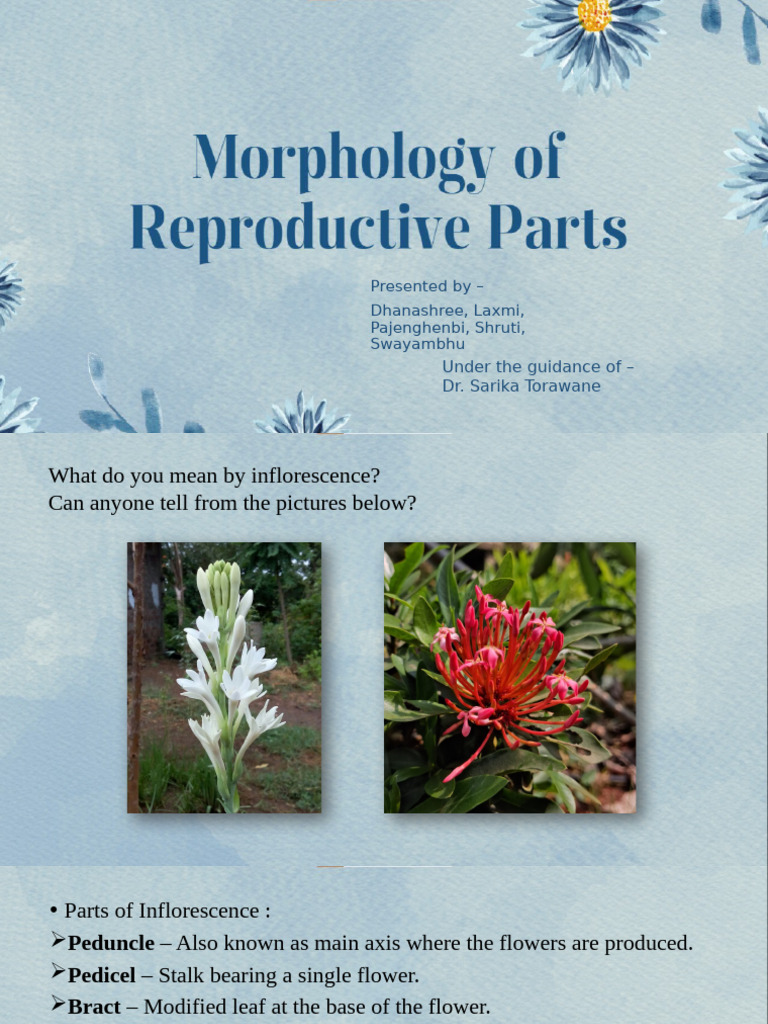 Types and Significance of Inflorescence | PDF | Flowers | Plants