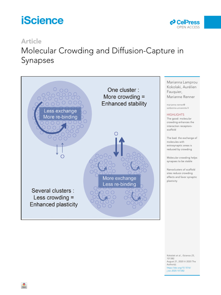 Molecular Crowding and Diffusion-Capture | PDF | Synapse | Chemical Synapse