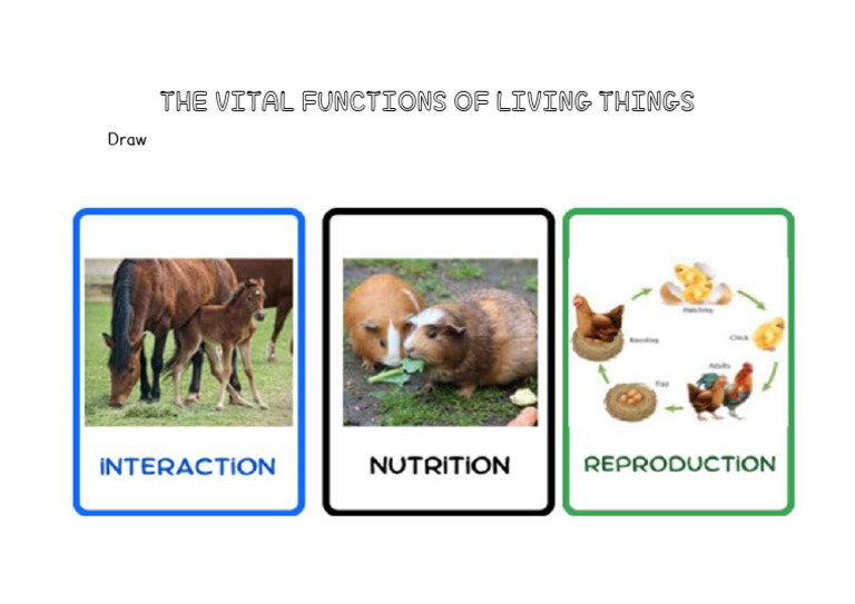 Draw The Vital Functions of Living Things | PDF