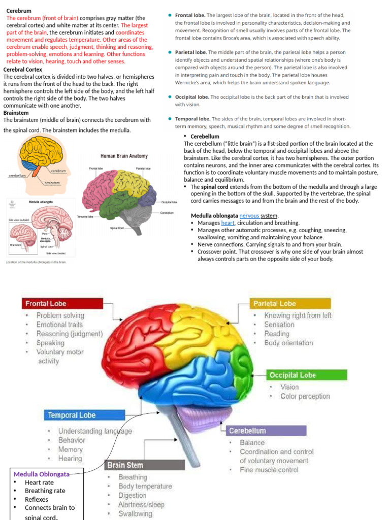 Overview of the Cerebrum Functions | PDF | Cerebrum | Brainstem
