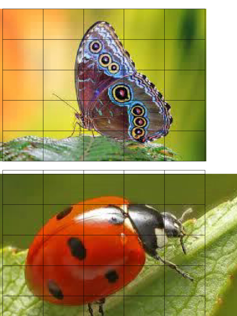 Puzzle Insects | PDF