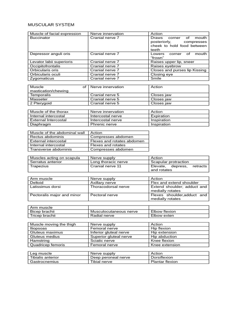 midterm-notes-pdf-respiratory-system-lung