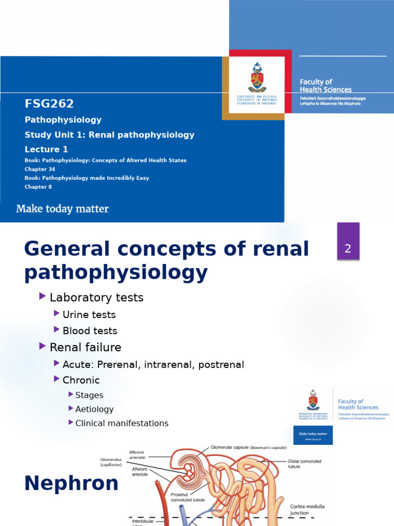 Renal Pathophysiology Overview | PDF | Kidney | Creatinine