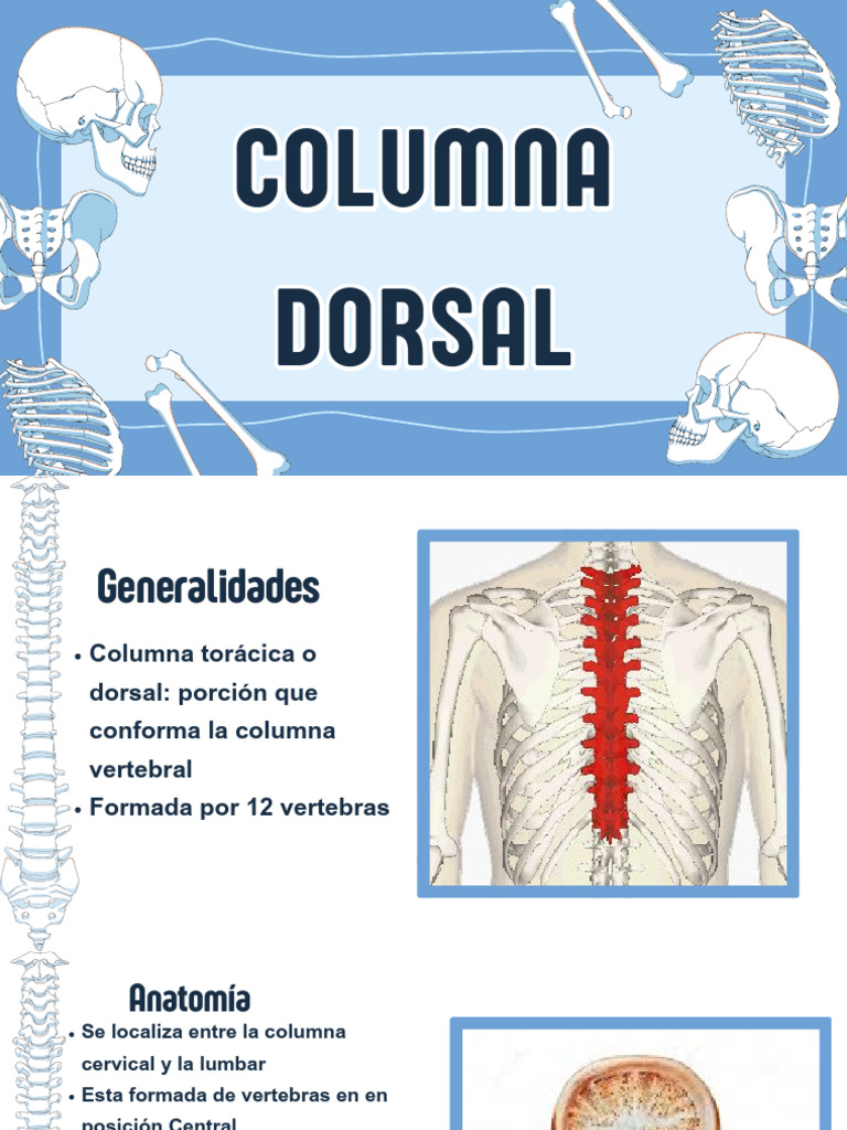 Anatomía de la Columna Dorsal | PDF