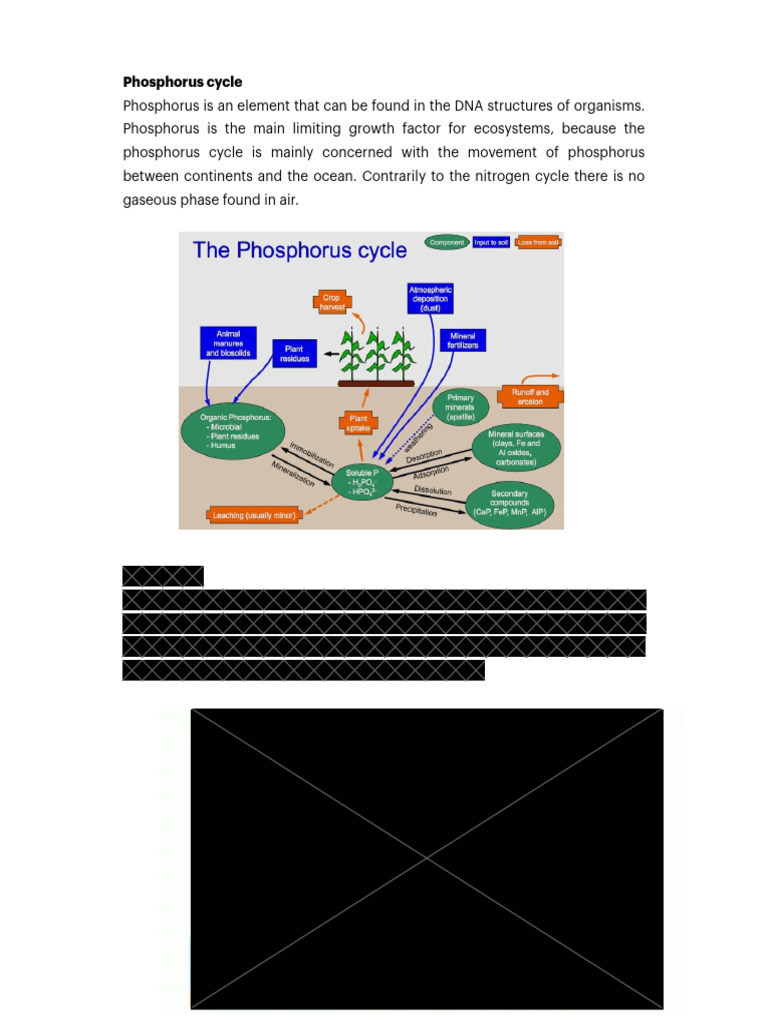 Phosphorus | PDF | Language Arts & Discipline