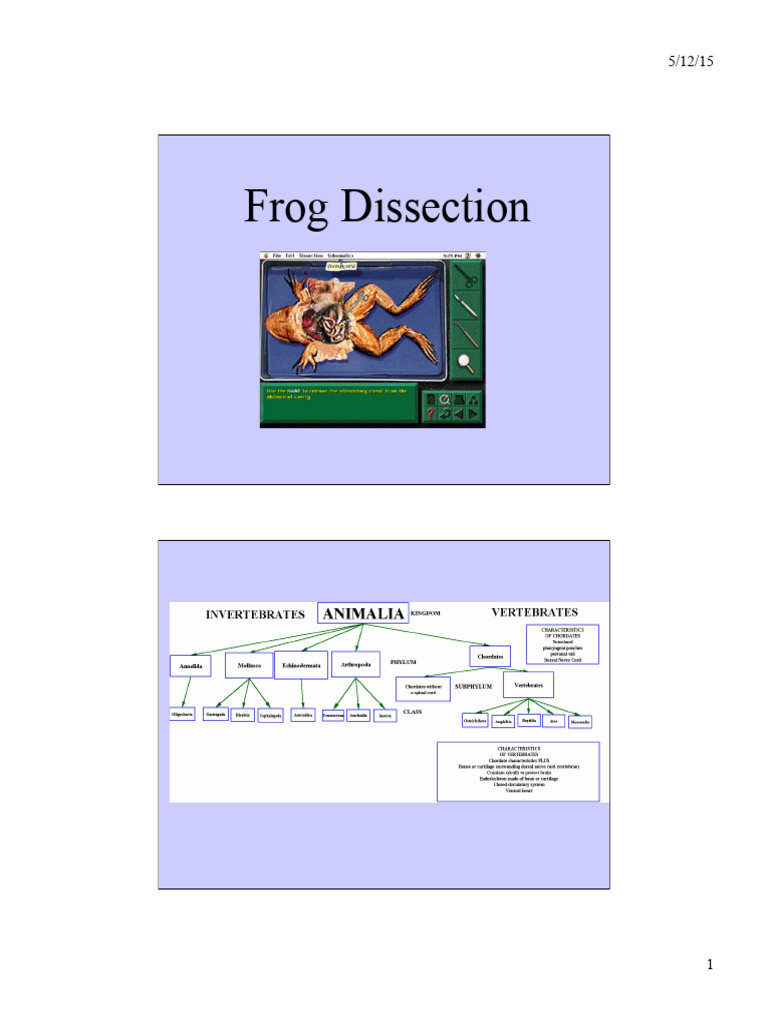 Frog Dissection: Anatomy and Physiology | PDF | Excretion | Human ...