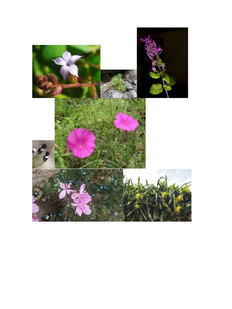 Plantas Nativas de Oaxaca | PDF