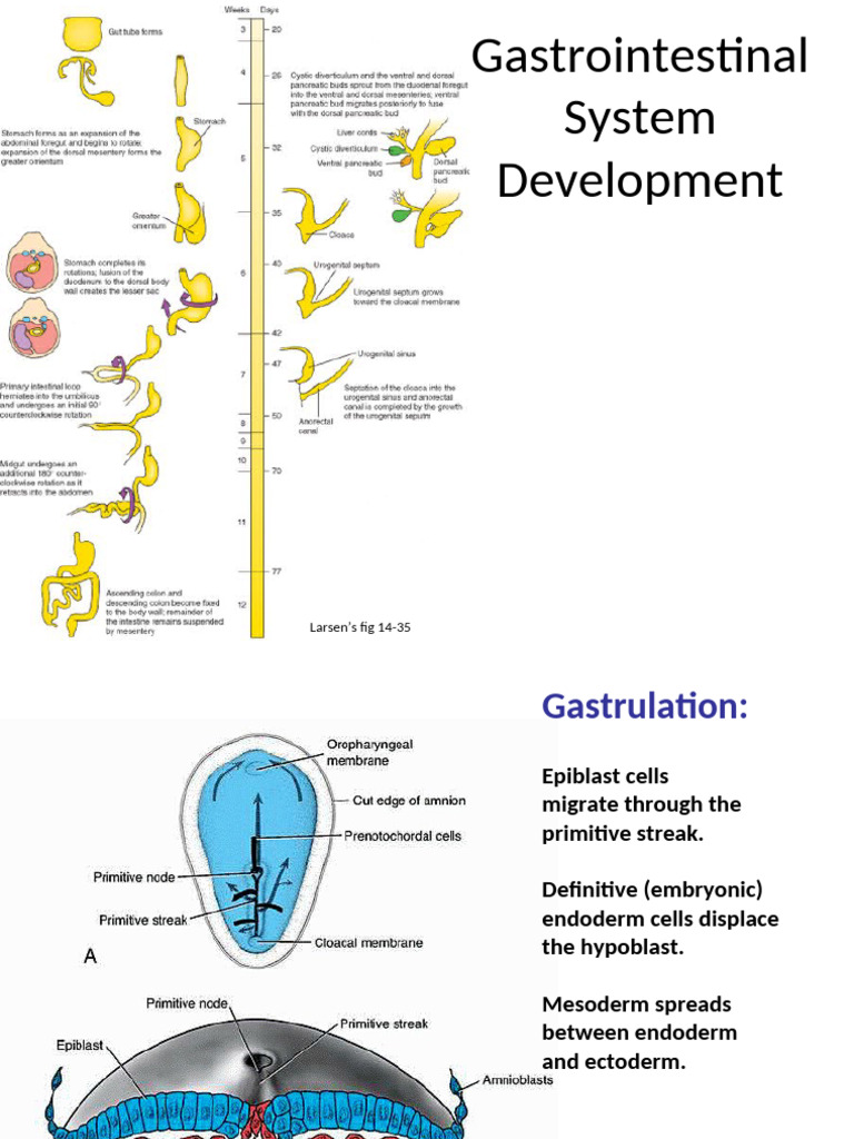 Gut Tube Development Overview | PDF | Gastrointestinal Tract | Stomach