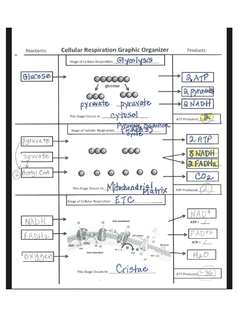 Bio Notes | PDF