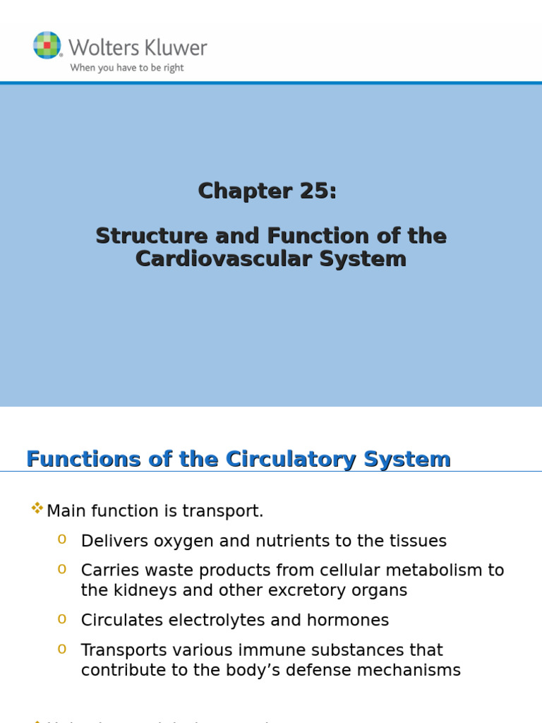 Cardiovascular System Overview | PDF | Blood Vessel | Heart