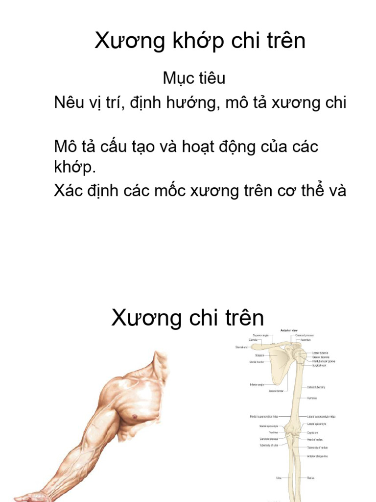 B2-xÆ°Æ¡ng Khá P Chi Trã N | PDF