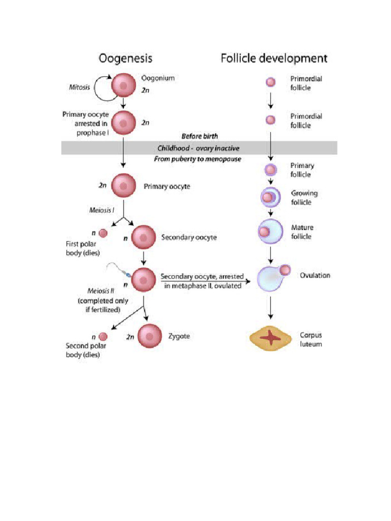 Oogenesis | PDF