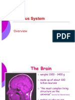 Brain