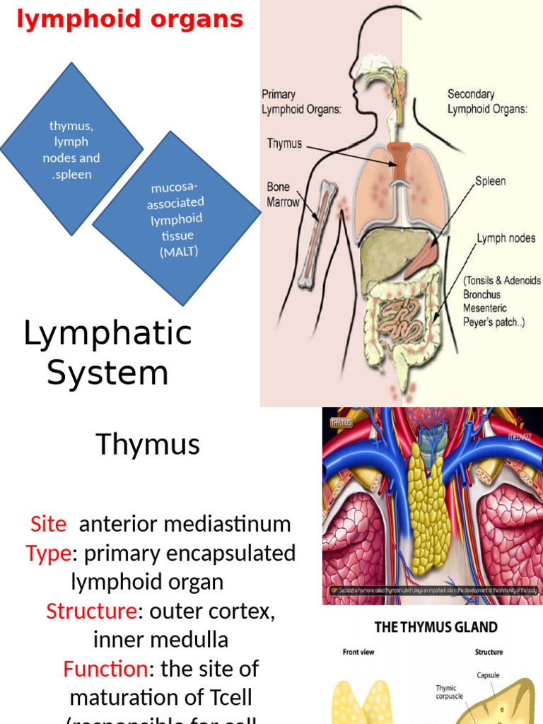 Lymphoid Organs Pdf Lymphatic System Lymph Node