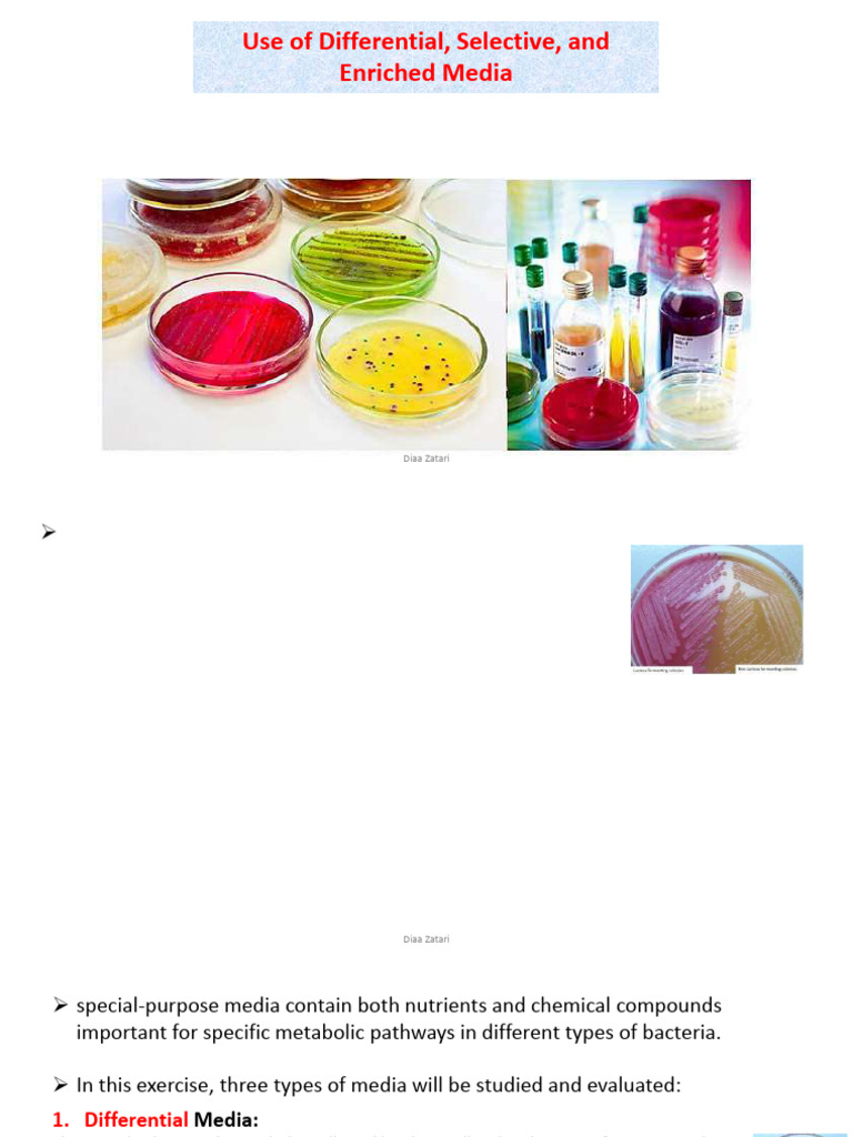 Special Media 11 | PDF | Growth Medium | Streptococcus