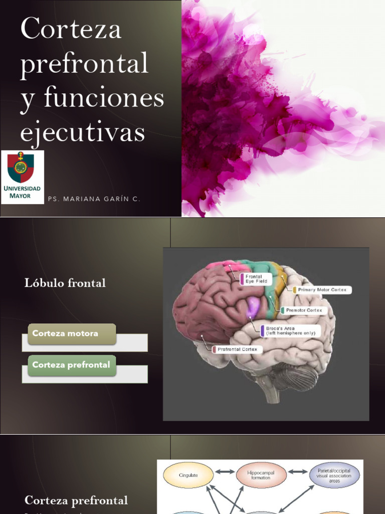Funciones Ejecutivas y Corteza Prefrontal | PDF | Corteza prefrontal ...