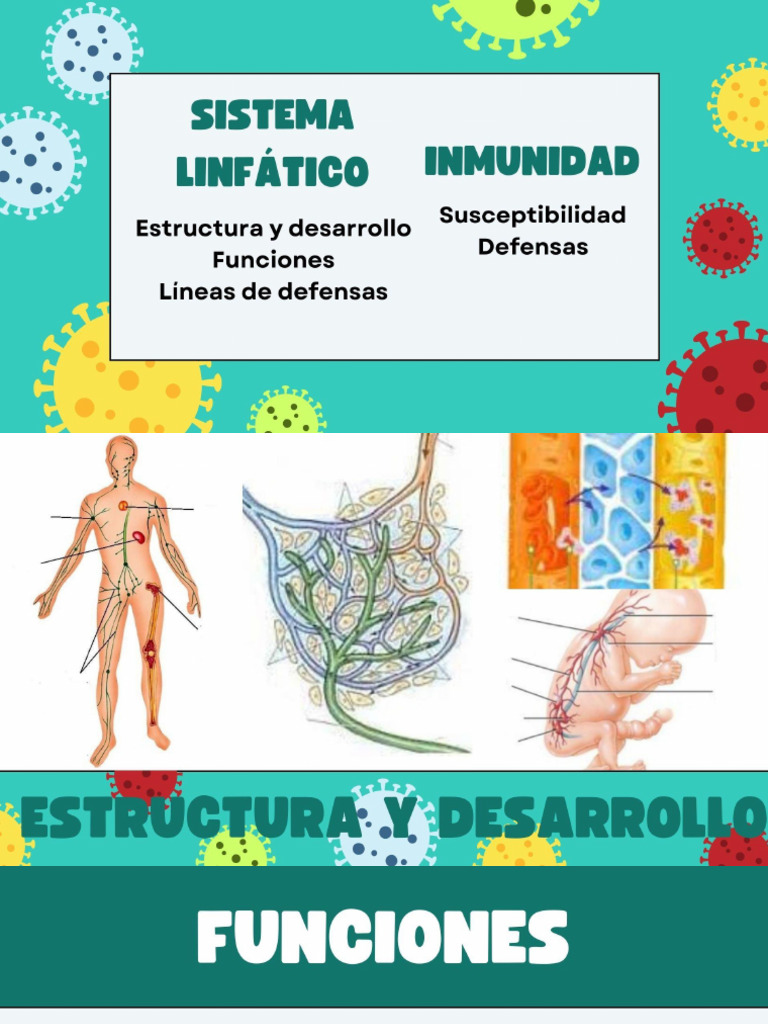 Sistema Linfático Inmunidad Pdf