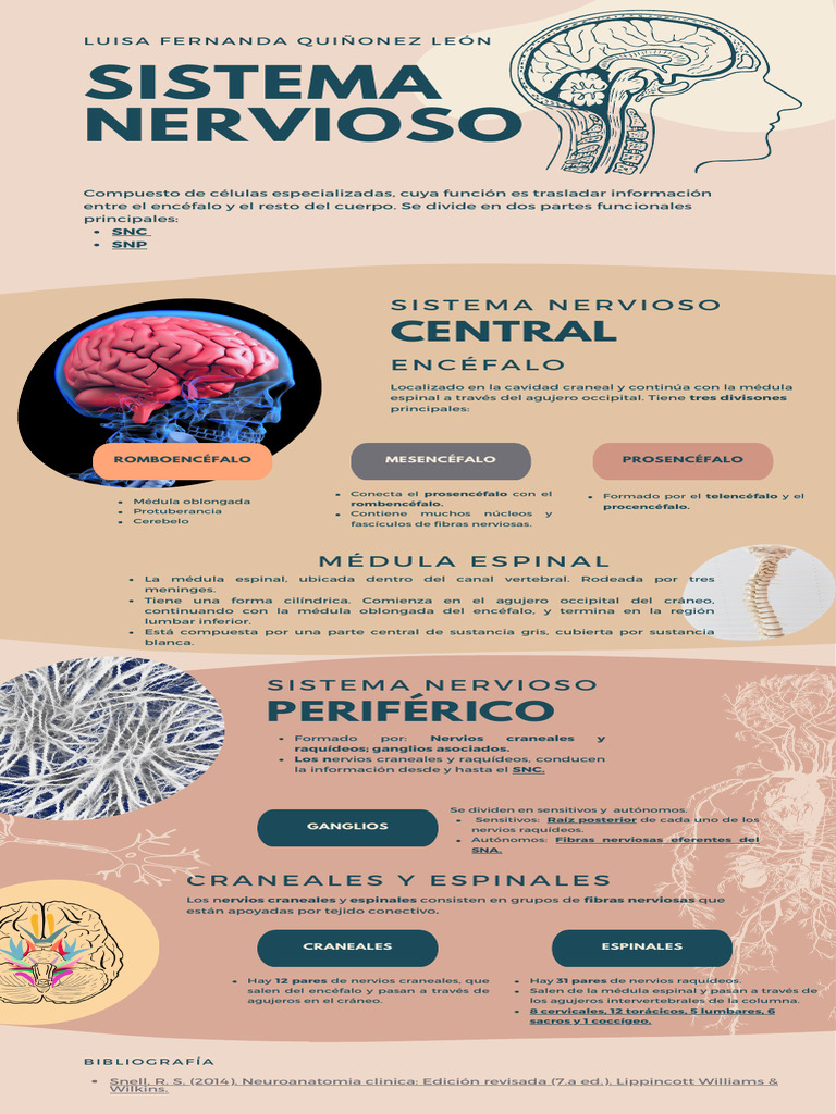 Estructura del Sistema Nervioso Central | PDF | Médula espinal ...