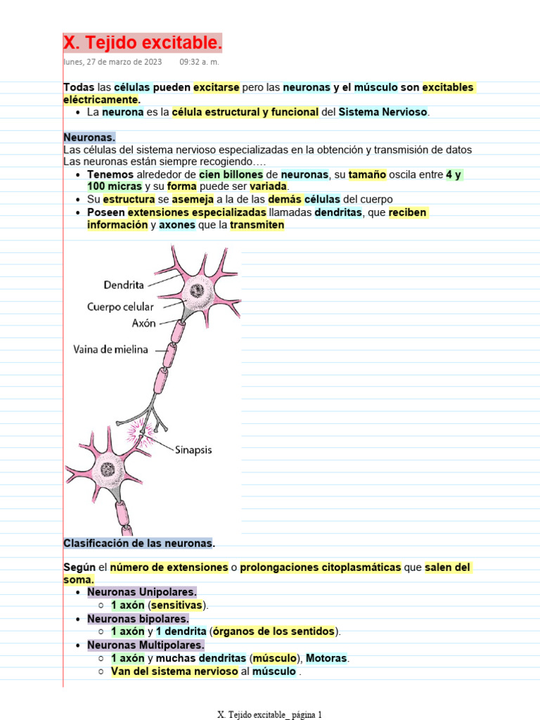 Estructura y Función de Neuronas | PDF | Sinapsis | Neurona