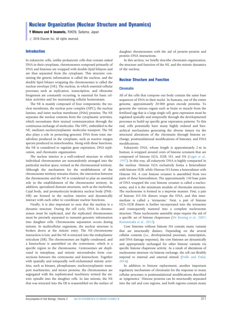 Nuclear Architecture and Mitotic Memory | PDF | Cell Nucleus | Mitosis