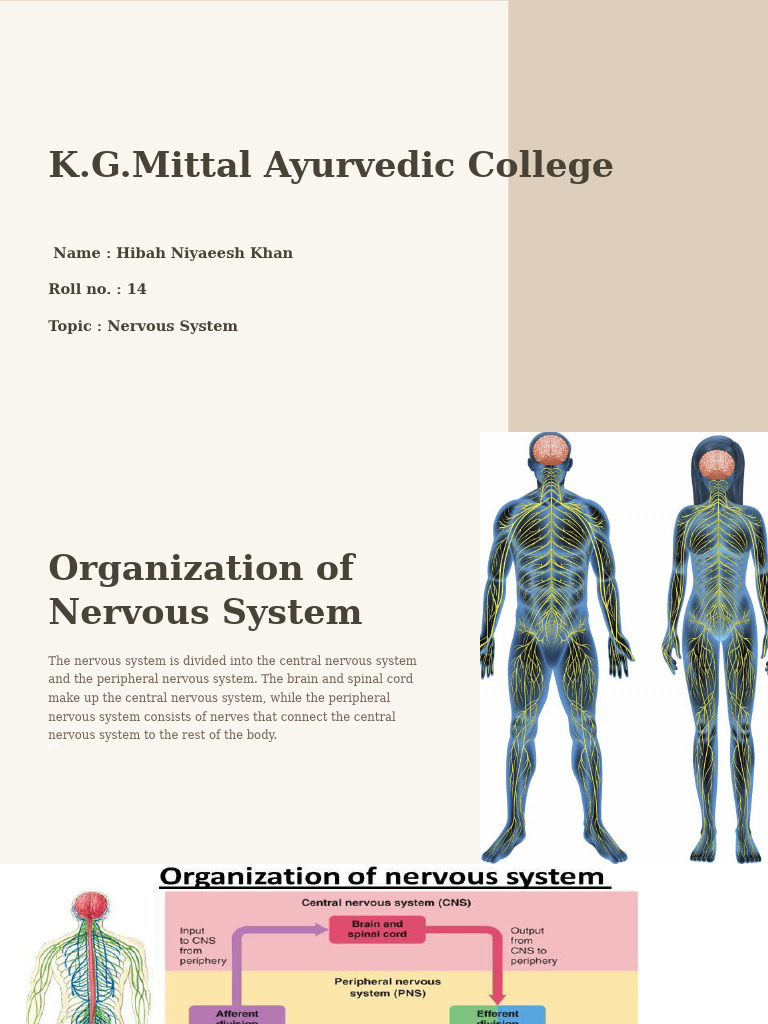 WHAT IS NERVOUS SYSTEM PDF visual data 6