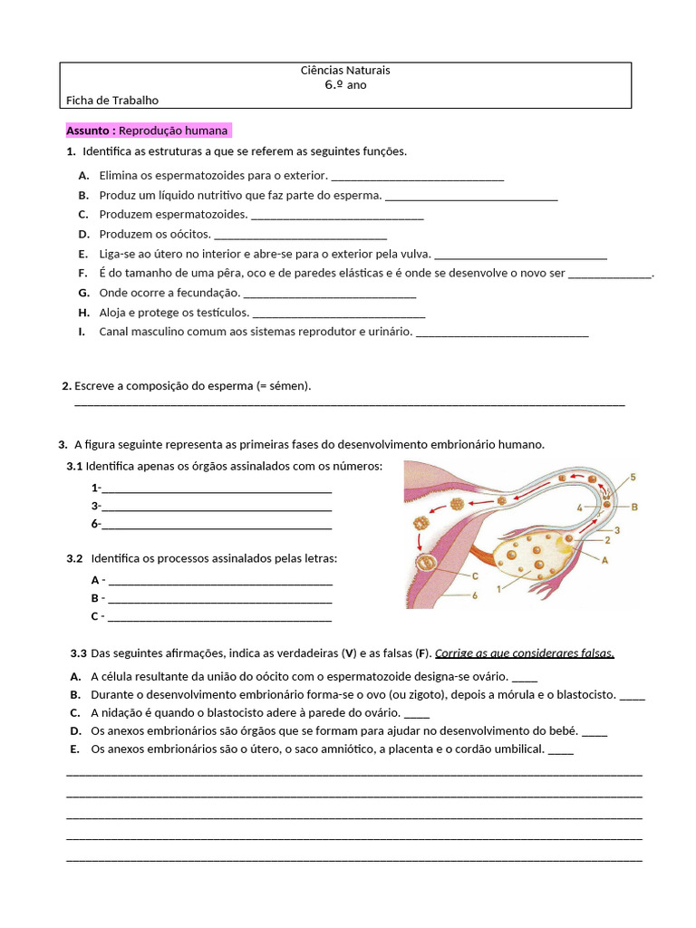 FT Ciências Naturais 6.º Ano Reprodução Humana 2 | PDF | Fertilização ...