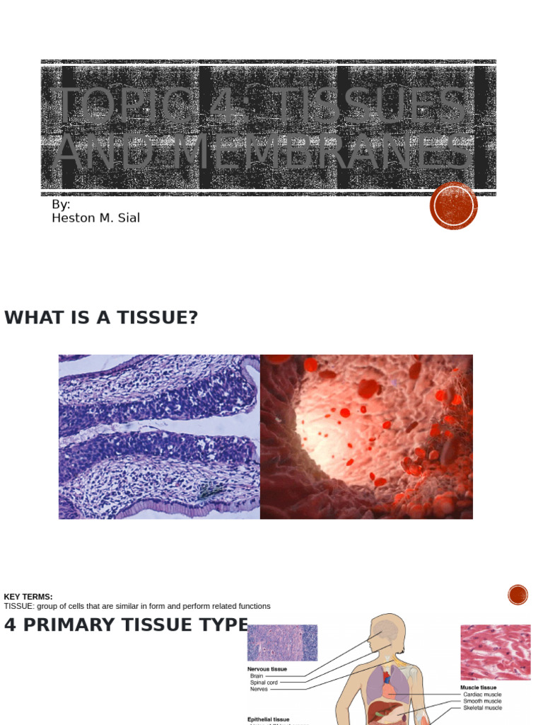 Tissues and Membranes (Wk4) | PDF | Epithelium | Connective Tissue