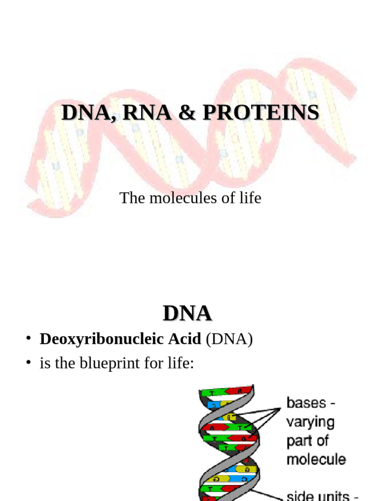 Biology Basics: DNA, RNA, Proteins | PDF | Rna | Translation (Biology)